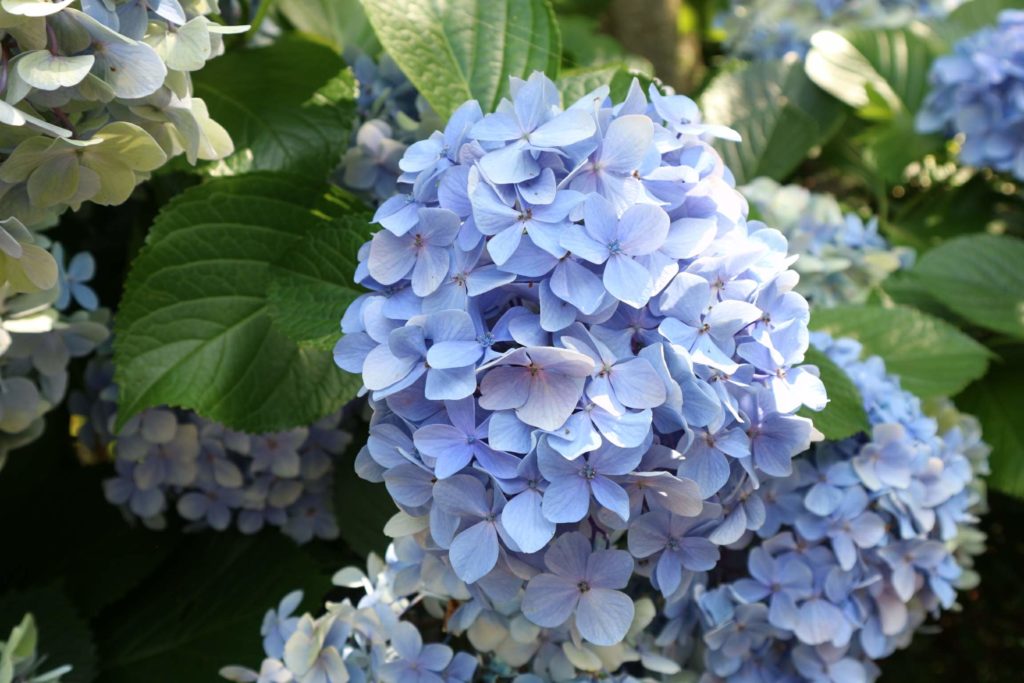 アカオハーブ&ローズガーデンの紫陽花